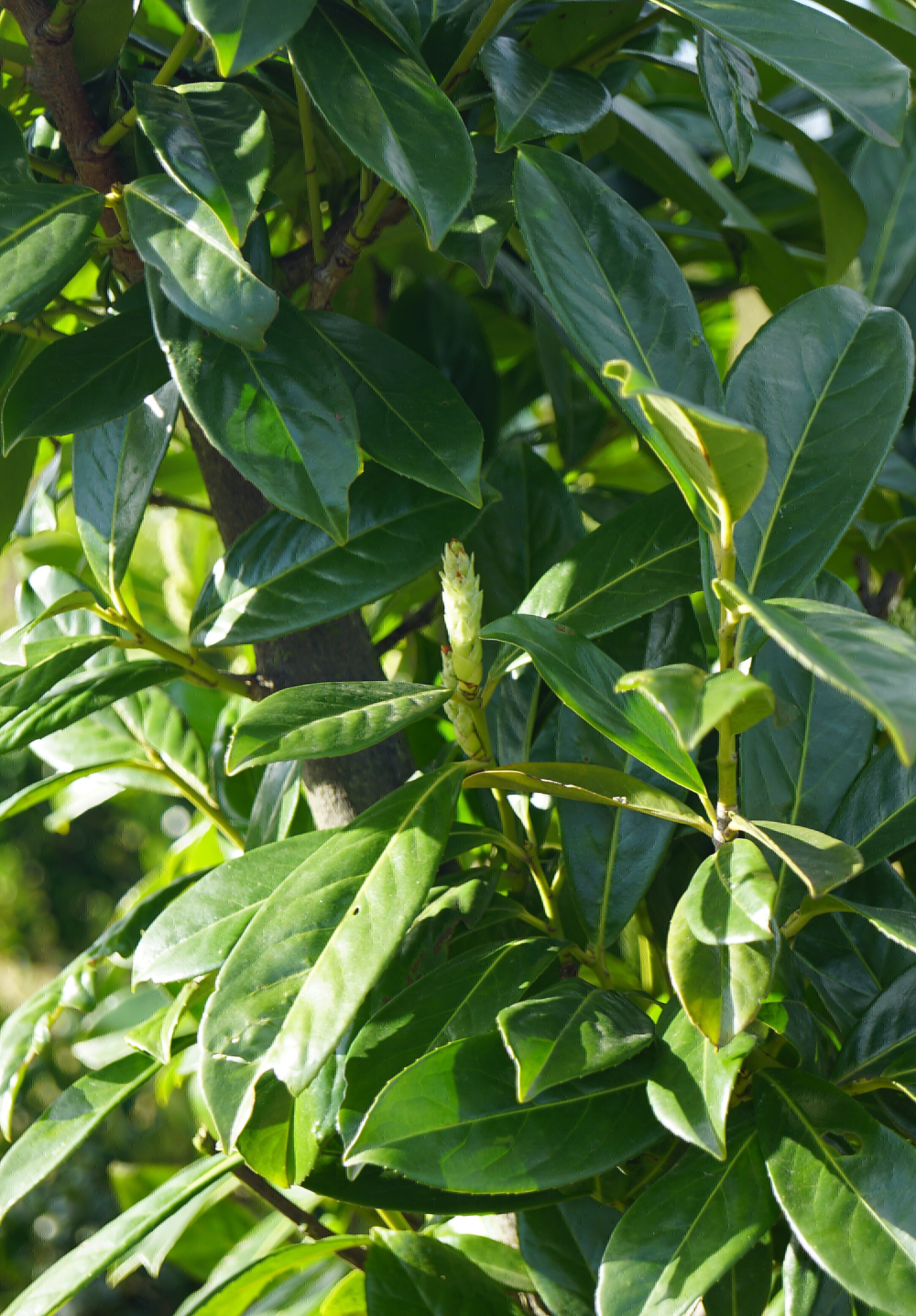 Prunus laurocerasus (2)